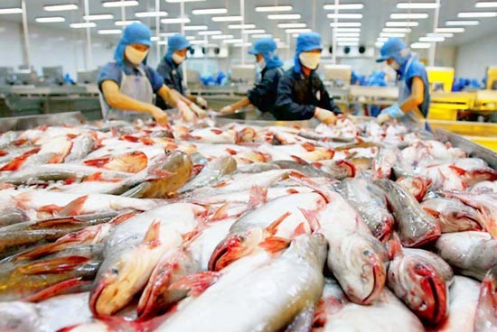 A tra fish processing plant in the Mekong Delta (Photo: SGGP) A tra fish processing plant in the Mekong Delta (Photo: SGGP)